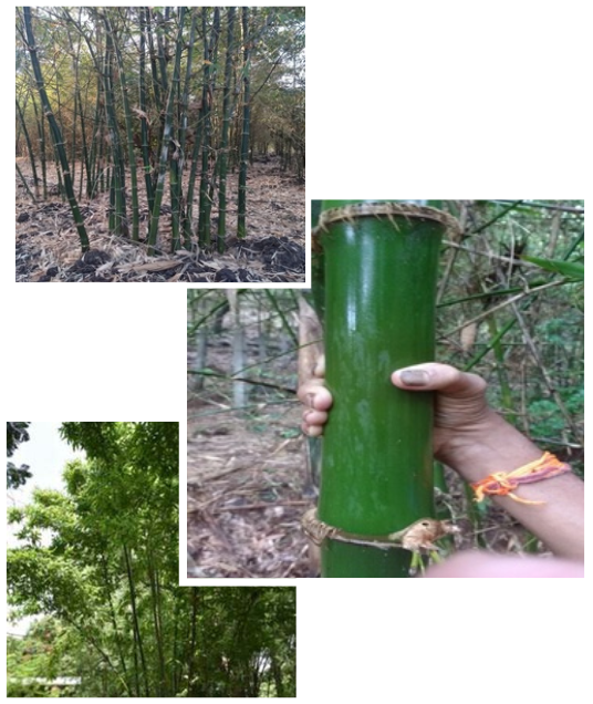 tree-clip